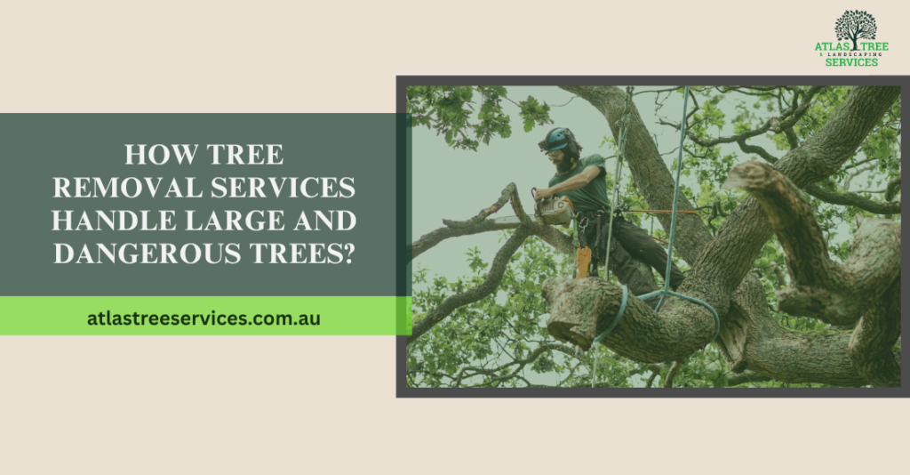 How Tree Removal Services Handle Large and Dangerous Trees?
