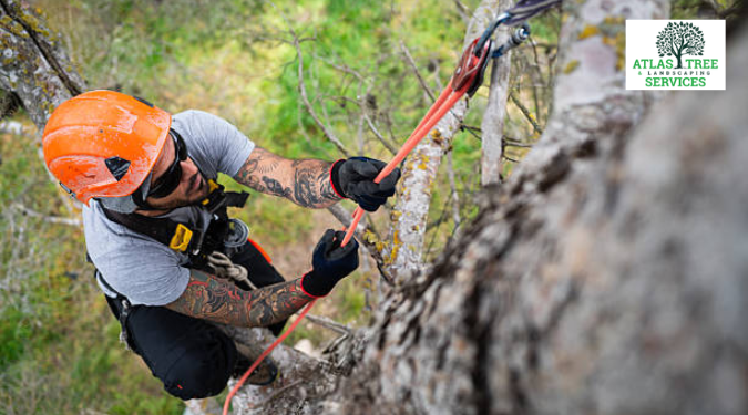 Professional Arborist Wollongong